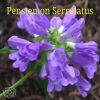 Penstemon Serrulatus
